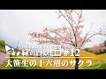 ふくしま緑の百景完全走破 #12 大笹生の十六沼のサクラ (福島)