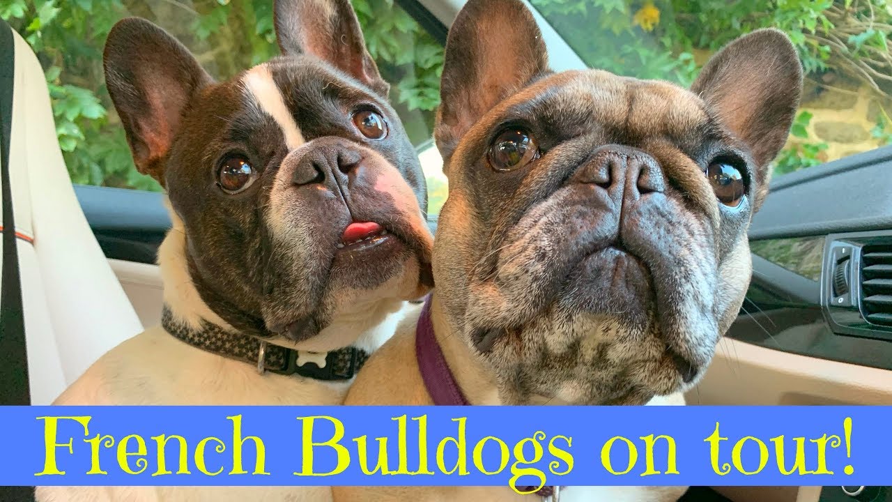 French Bulldogs on tour!