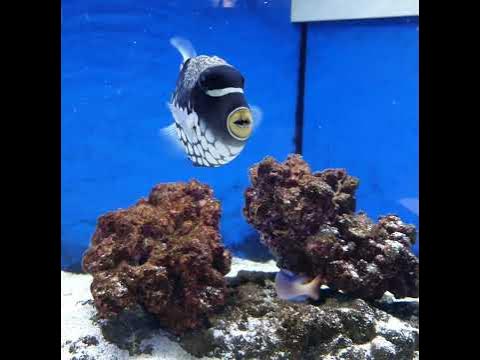 #fish#fisch#Fisch#Fische#рыба#рыбалка#Аквариум#аквариумные рыбки#рыбак# ...