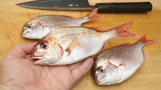 春子鯛 カスゴダイ のさばき方と昆布締めの作り方 Youtube