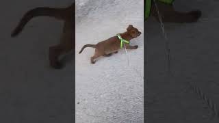 Nika malinous #edit #dog