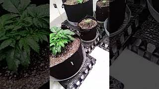 update on the photo grow