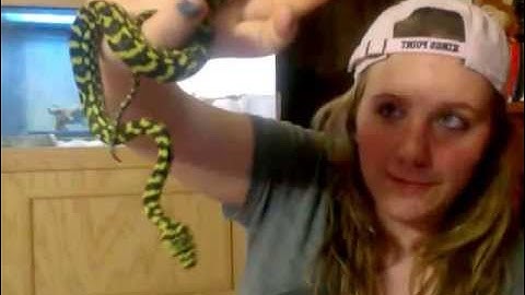 New Animal!!! Serendipity the Carpet Python!