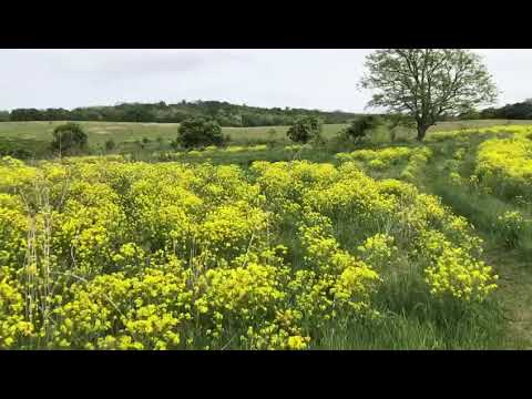 Video: Sverbiga orientalis faydalı bitkidir