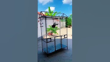 End: DIY From Empty Yard to Dream Bird Aviary  #ChuồngChim #NhàChoChim #AviaryLife #PetBirds