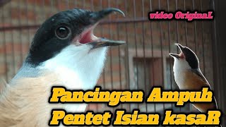 Pancingan pentet macet bunyi