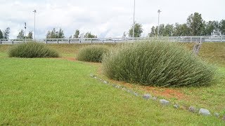 видео: Русская ива. Видео-обзор сорта ивы -  картинка: Русская ива. Видео-обзор сорта ивы -