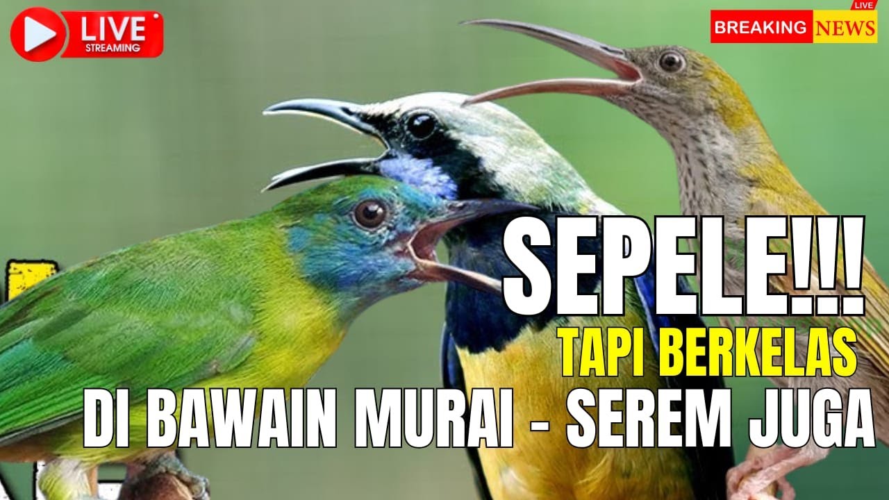 MASTERAN MATERI BERKELAS!! DIBAWAKAN MURAI BISA SEREM - CUNGKOK - PIJANTUNG - KINOI !! WAJIB MASUK