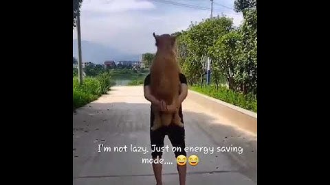 I’m not lazy. Just on energy saving mode…. #Shorts #dog