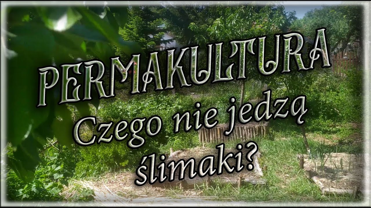 Czego nie jedzą ślimaki w ogrodzie.