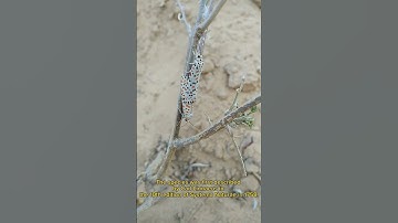 #insect #arthropods #zoology