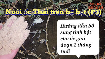 Nuôi ốc Thái trên bể bạt (P3).thăm ốc,hướng dẫn bổ sung tinh bột cho ốc giai đoạn 2 tháng tuổi.