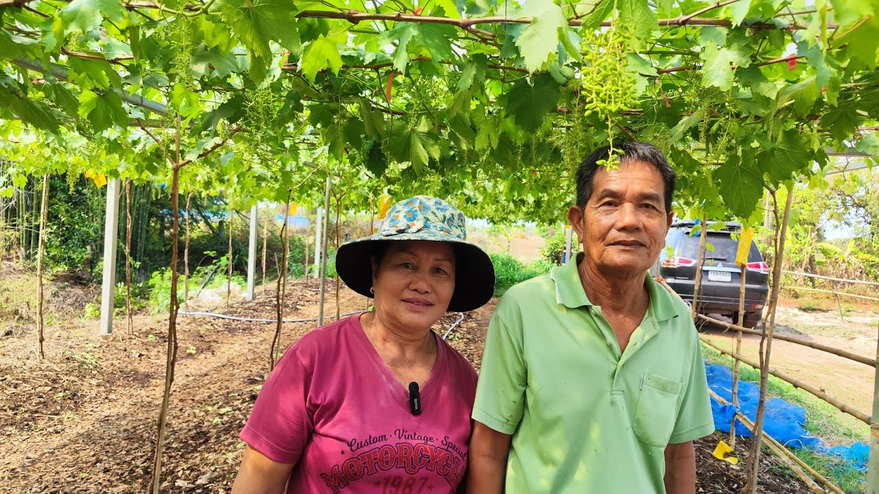 ปลูกองุ่นสายพันธุ์ดี ทนโรค บ้านเฮาปลูกได้นะ