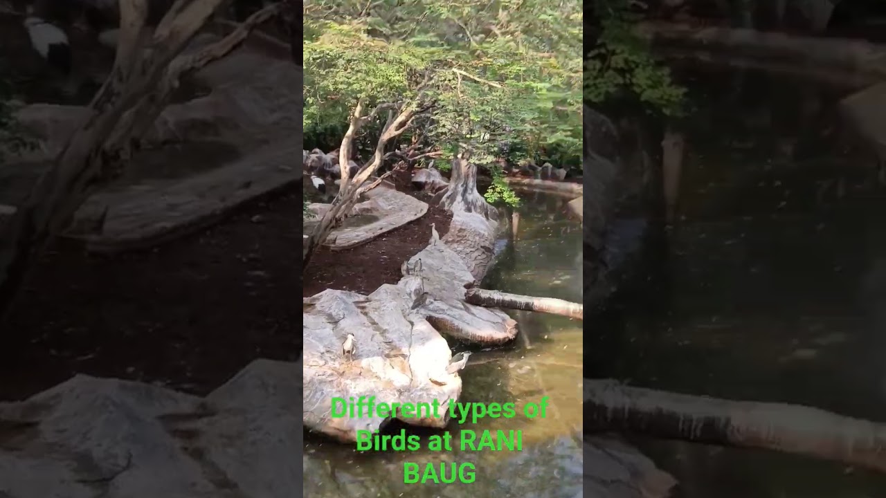 Different types of Birds at Rani Baug Zoo 