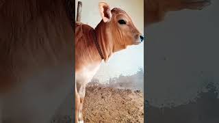 calm sound of cow | #cow sound | #asmr | #nature sound | cute | lazy | sad