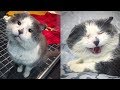 【感動実話】多くの試練を乗り越えながら、何とか命をつないできた野良猫。ついに優しい家族に出会い、長年の夢を実現させる!