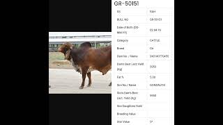 SAG..RAH..(SS)GIR BULLS.GR(50215,50213,50219,50210,50220,50151,50244,50235,50148,50204,50231,50206)