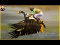 10 Most Unique Birds In The World !!