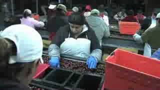 Cherry Sorter