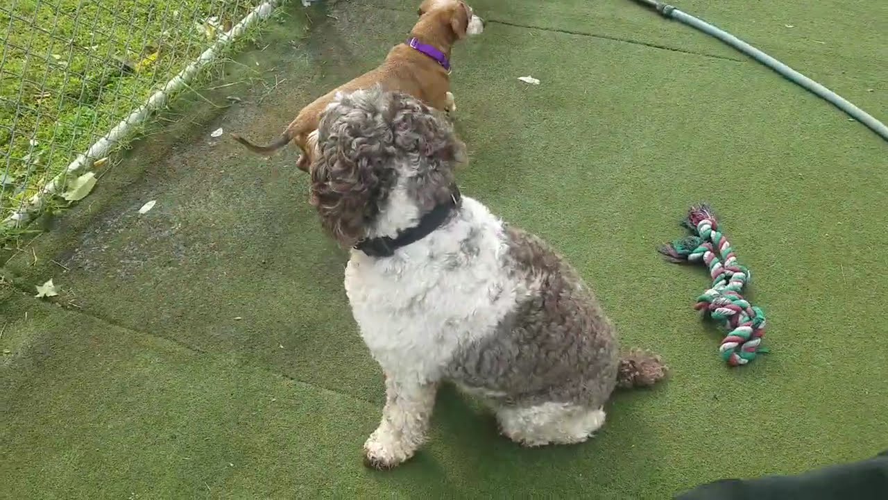 Playtime at Dogs On The Farm & Cats Too!