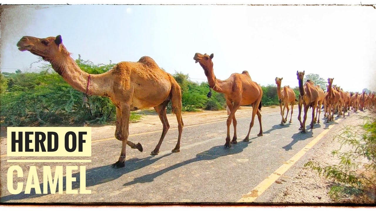 Camel Herd Video Walking On Road || Camel Farming || Beautiful Camels ||