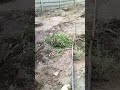 Cleaning around the plants🌱🌱#viral #trending #youtube #farming #planting #cleaning #vlog #ownvoice