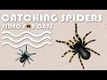 Cat games  catching spiders entertainment for cats and dogs to watch