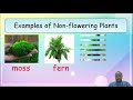 Characteristics of Non flowering Plants - Grade 4 - Week 2 of August 2021 by T. Dee