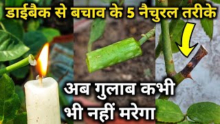 गुलाब को डाईबैक से बचाव के 5 नैचुरल तरीके.Rose plant growing & care tips.How to cure rose dieback.