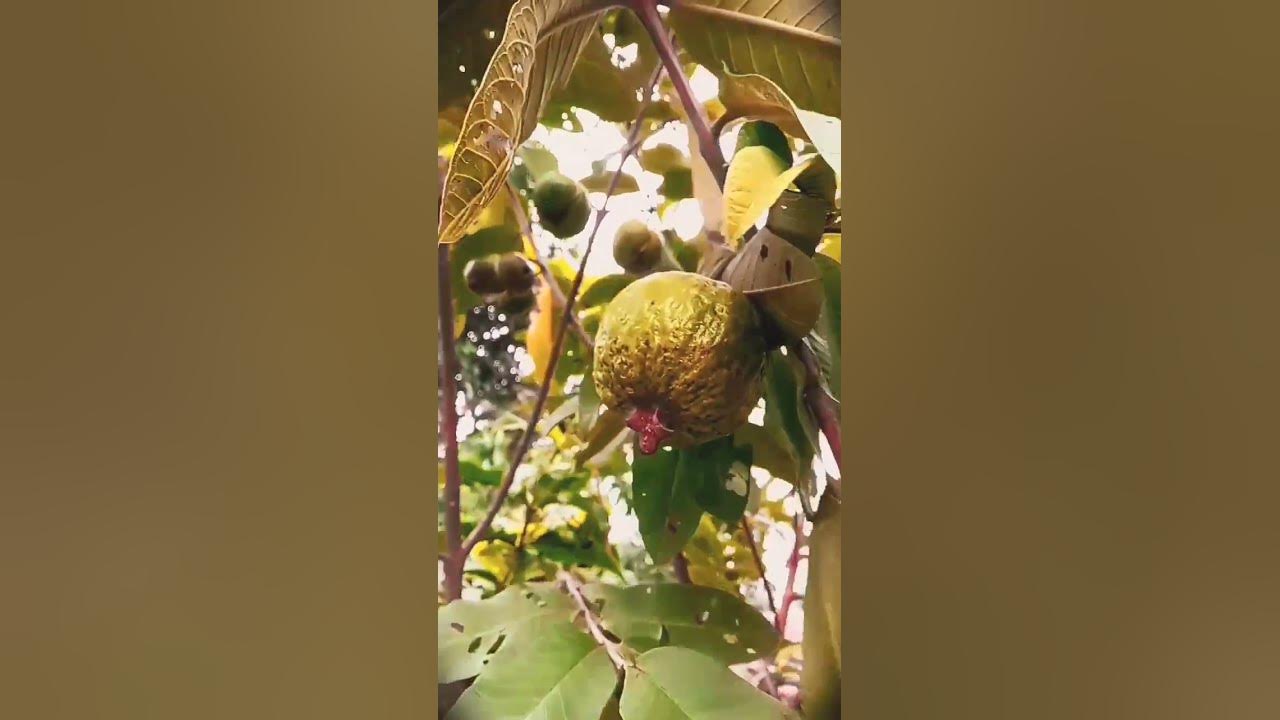 fruit-ka-kya-naam-hai-batao-bhai-log-youtube