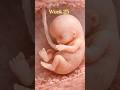 Fetus development week to week