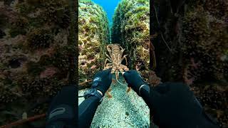 Relax with the mysterious sounds of the deep ocean 🐋#shorts #viral #ocean #relaxing