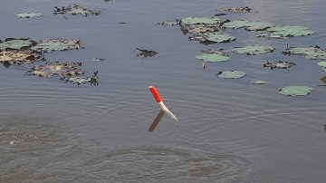 Đụng Bầy Cá Rô Đồng Rô Phi Kéo Phao Liên Tục , Câu Cá Thế Này Bảo Sao Không Mê