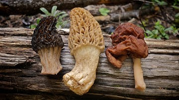 Morel Mushrooms 101: How to Safely Identify and Harvest Morels