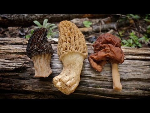 Video: What Morels Look Like