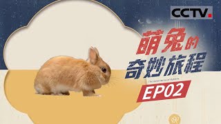 《萌兔的奇妙旅程》第2集 虐恋！你知道吗 野兔和穴兔注定无法相爱 兔子的洞里和人类的家一样 什么都有【CCTV纪录】