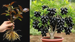 Download Lagu Easy Java Plum Planting Trick You Need to Try MP3