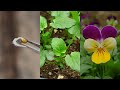 Planting flowers  how to grow pansy from seeds  growing pansies from seed