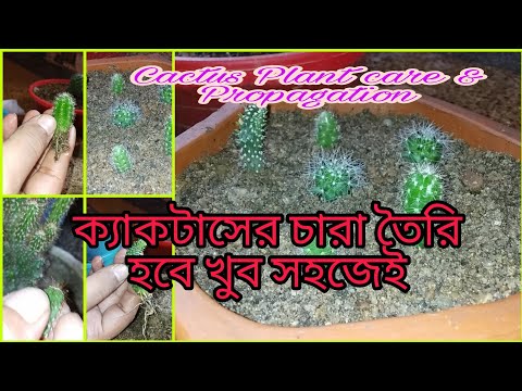 ভিডিও: ক্যাকটাসের জন্মভূমি: হাউসপ্ল্যান্টের উৎপত্তি দেশ। প্রকৃতিতে ক্যাকটাসের আবাসস্থল। আপনি কীভাবে রাশিয়ায় গেলেন?