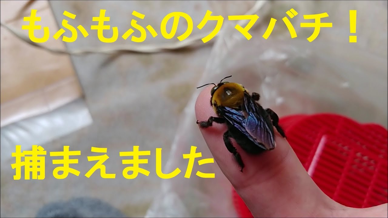 もふもふのクマバチ のオス を今年も捕まえた 令和元年 5月4日 Youtube