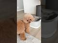 チワワ姉の反撃⁉️ #dog