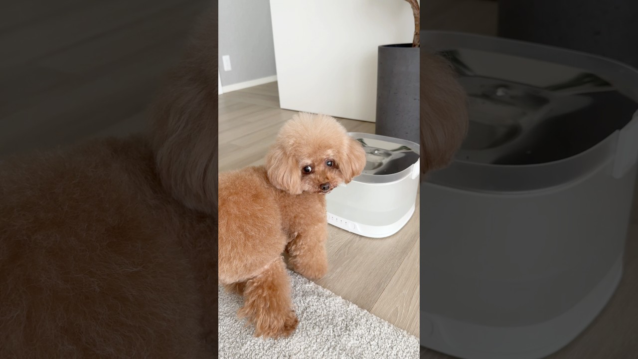 チワワ姉の反撃⁉️ #dog