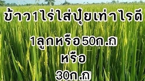 |ข้าว1ไร่ใส่ปุ๋ย.50ก.กหรือ30ก.ก| ดีให้ใด้ผลผลิตสูงสุด.ประหยัดคาใช่จ่ายแต่ให้ผลผลิตเท่าเดิม#ชาวนา