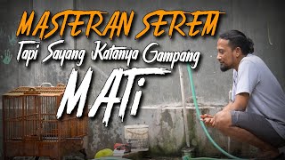 MASTERAN MEWAH tapi katanya gampang mati