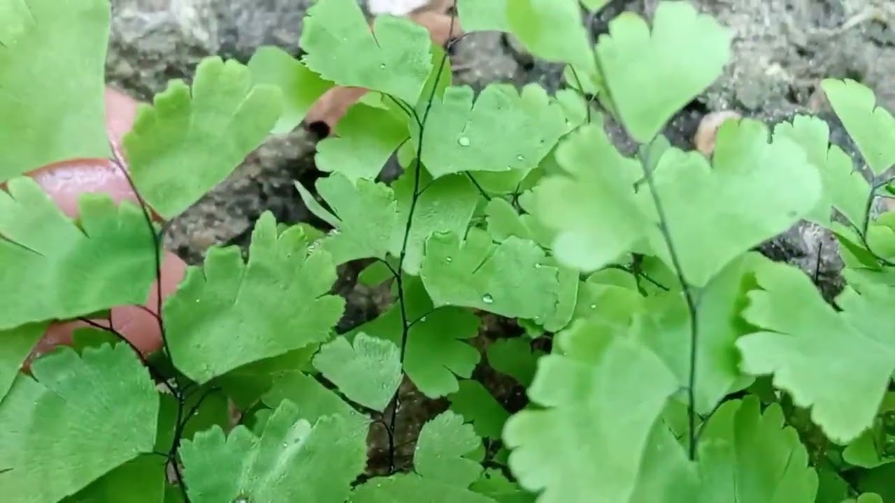 Delta maidenhair fern, popular among ornamental plants ☘️☘️