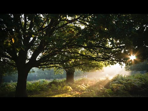 🌞 Beautiful sunrise in forest  🎧 🌅 🌄 | 🌞 good morning video | 🌞 whatsapp status video | 4K | new