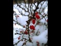 جمله یاران تو سنگند و تویی مرجان چرا