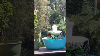 So Wet Hummingbird in Fountain can she Fly?  Easy Diy birdbath no Solar or AC needed to run endless
