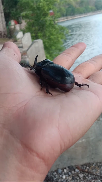 I found an Asian beetle #animals #nature #insects #beetle #shorts