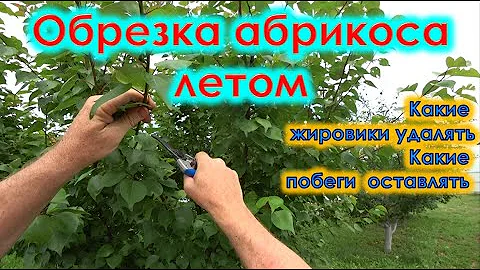 Обрезка абрикоса летом. Какие жировики удалять у абрикоса.